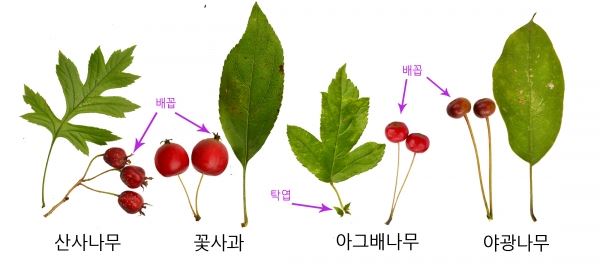 Kreatives Bild zu 야광나무 아그배나무 산사나무 꽃사과 구별하기 야광나무 아그배나무 산사나무 꽃사과 구별하기