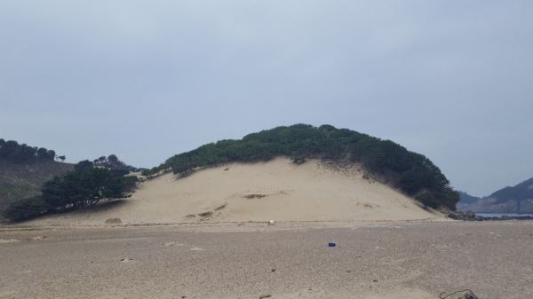 목기미해변의 모래언덕