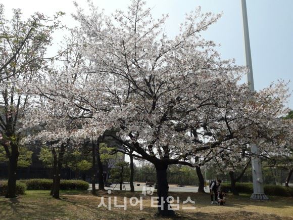 2017년 촬영한 .성내천의 왕벚나무
