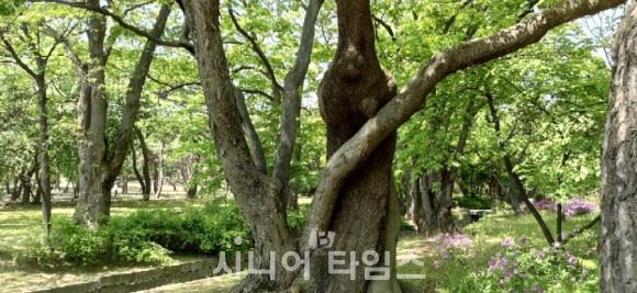 150년으로 추정되는 회화나무와 130년으로 추정되는 느티나무 연리목