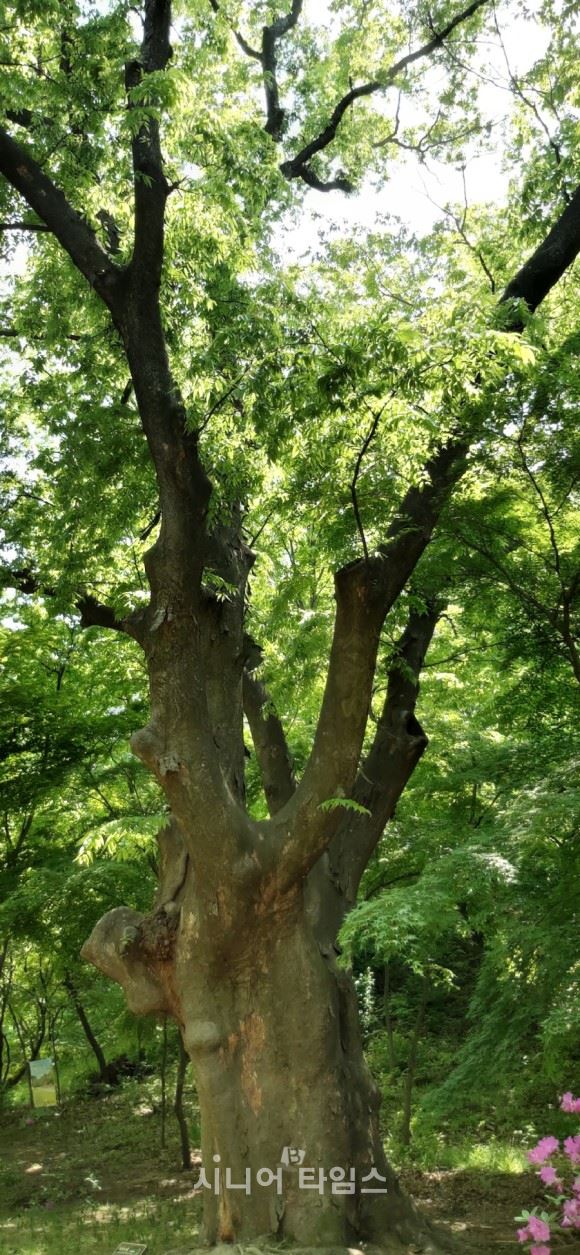 춘당지 서쪽의 400년 넘은 느티나무