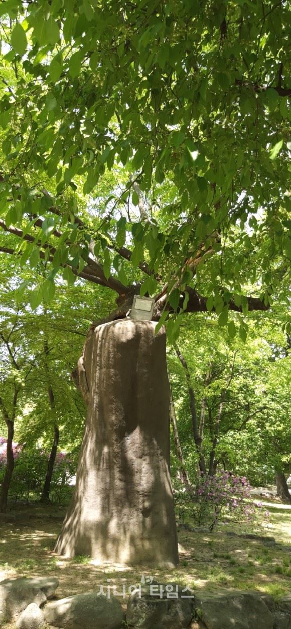 춘당지 남쪽의 500년 넘은 느티나무