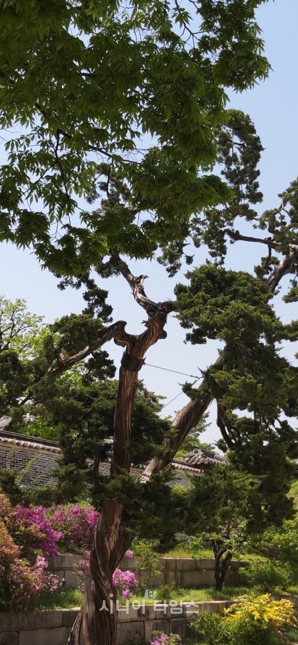 함인정앞의 300년 넘은 향나무