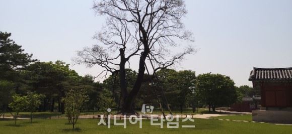 남행각옆의 300년 넘은 회화나무