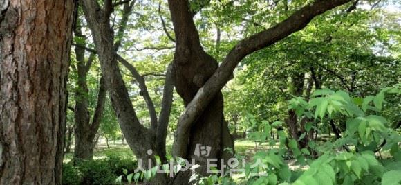 회화나무와 느티나무의 연리목