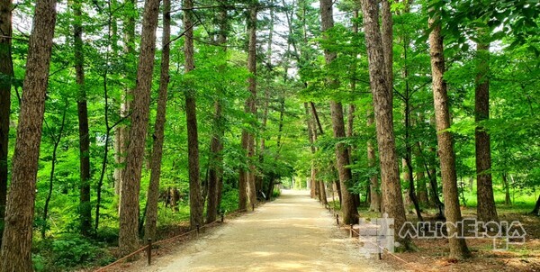 전나무 숲길