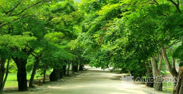 단풍나무 숲길