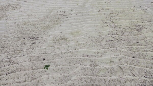                                            모래가 층을 이루고 있다.     